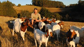 Callan Morse with his Boers. Picture by Barry Murphy